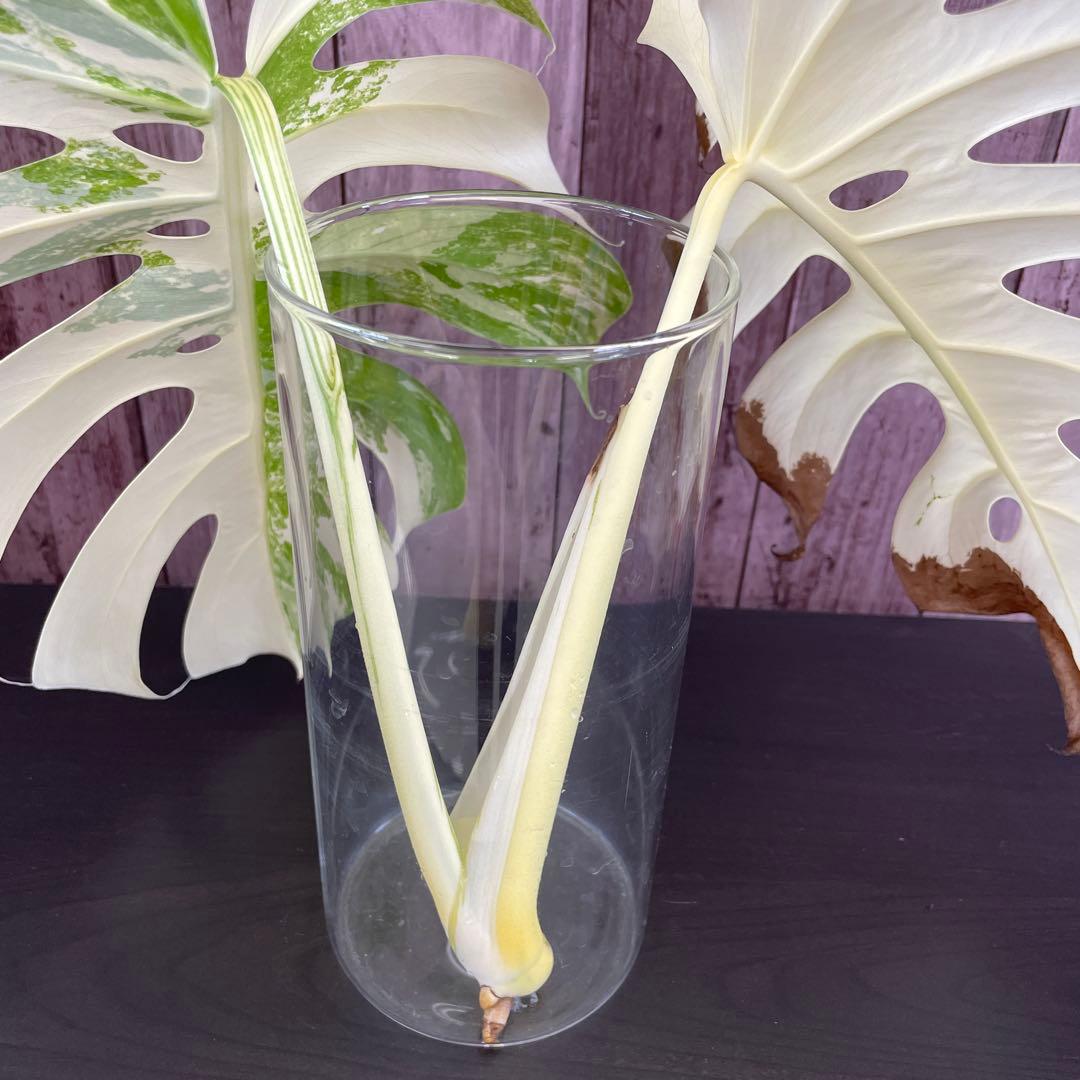 ☆美斑☆トップカット☆モンステラ斑入り☆ボルシギアナ☆ホワイトタイガー☆