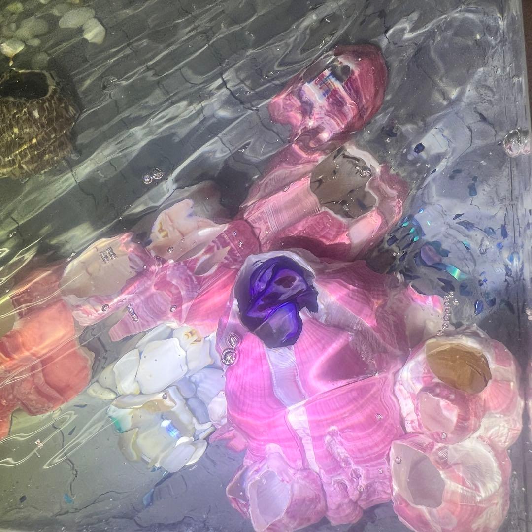 【波紋アート】Real Ocean／barnacle／フジツボ／15cmプリズム