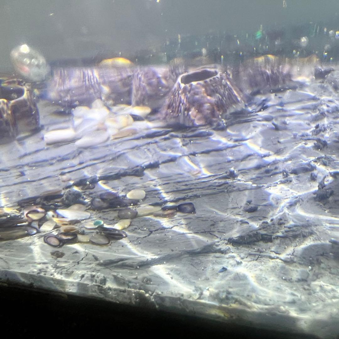 【波紋アート】Real Ocean／barnacle／フジツボ／15cmプリズム