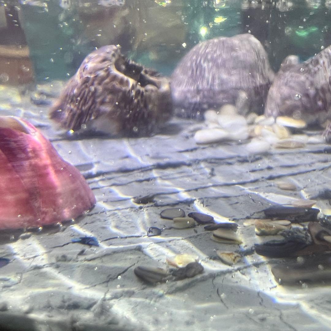 【波紋アート】Real Ocean／barnacle／フジツボ／15cmプリズム