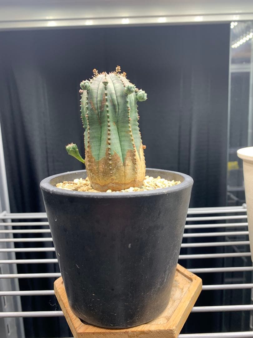 ユーフォルビア オベサ木質化多肉植物ビザールプランツおまけ付き