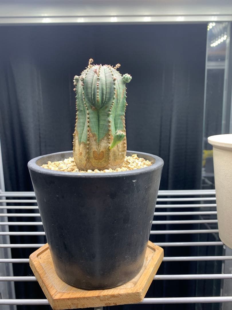 ユーフォルビア オベサ木質化多肉植物ビザールプランツおまけ付き