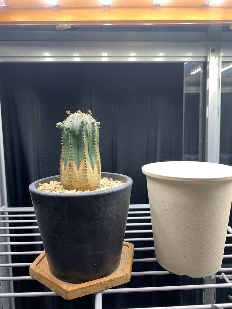 ユーフォルビア オベサ木質化多肉植物ビザールプランツおまけ付き