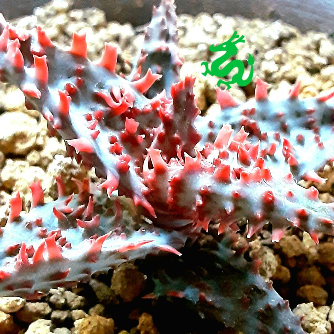 アロエ☆グロリアスドラゴン☆極上子株