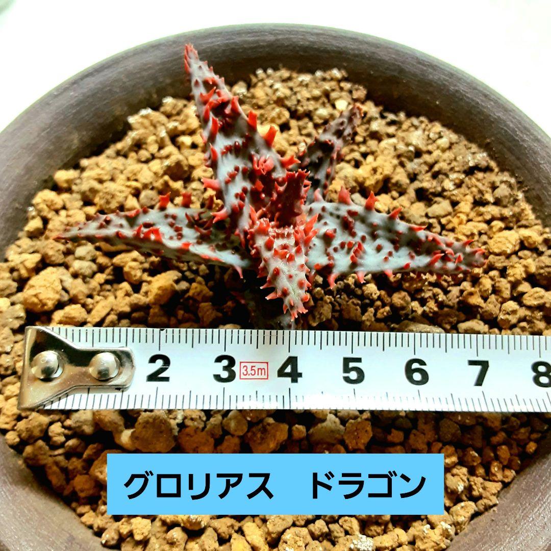 アロエ☆グロリアスドラゴン☆極上子株