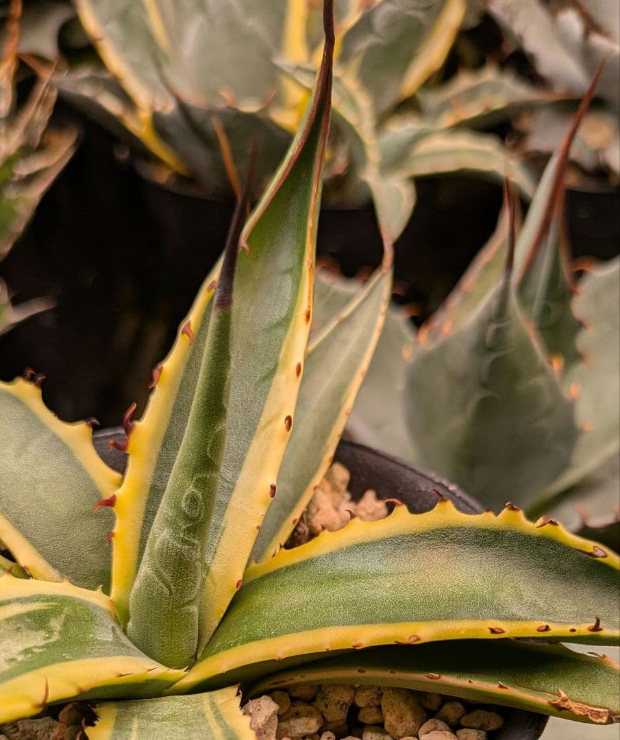 本日限り福袋】アガベ パラサナ インプレッショニスト　特選実生株セット