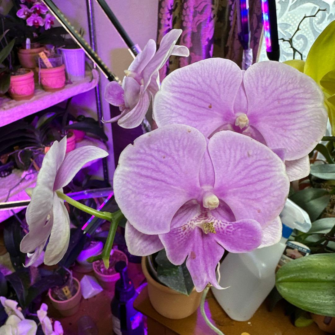 胡蝶蘭ガレージセール問い合わせ