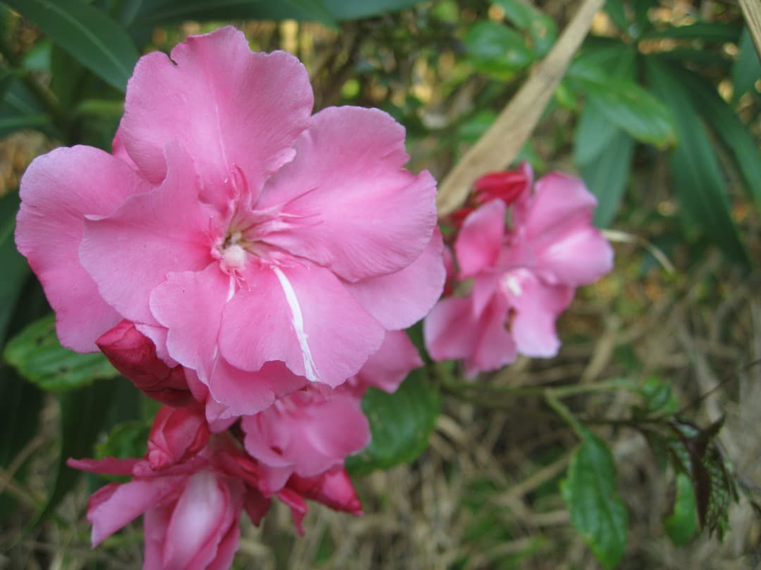 バッテリー、充電器付【動作確認済】Canon IXY DIGITAL 810IS