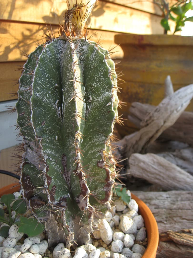 バッテリー、充電器付【動作確認済】Canon IXY DIGITAL 810IS