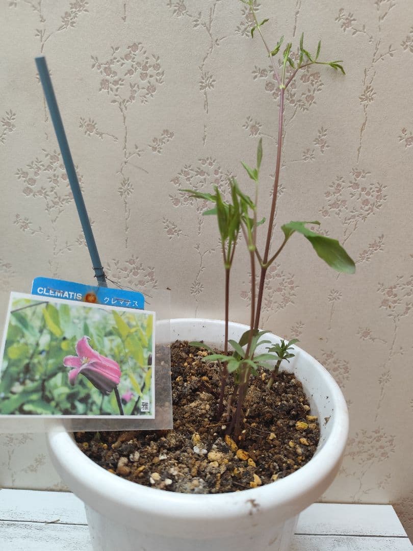 壷形クレマチス　ヴィオルナ系　「雅」✨️濃いピンク系、赤系　美苗　６号鉢❤️