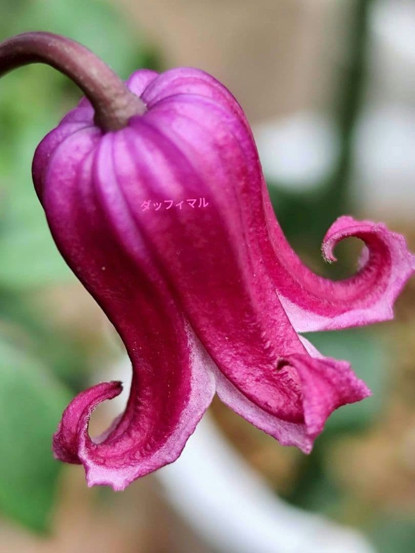 壷形クレマチス　ヴィオルナ系　「雅」✨️濃いピンク系、赤系　美苗　６号鉢❤️