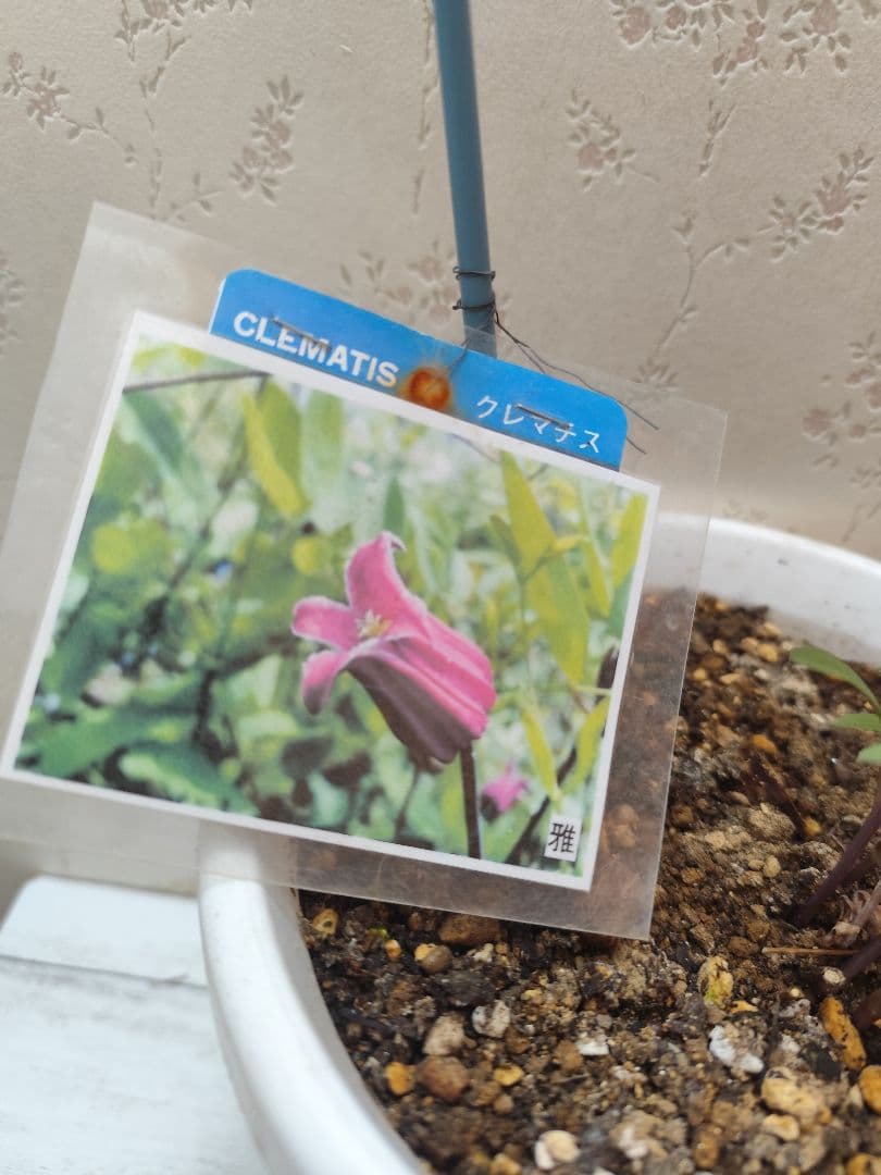 壷形クレマチス　ヴィオルナ系　「雅」✨️濃いピンク系、赤系　美苗　６号鉢❤️