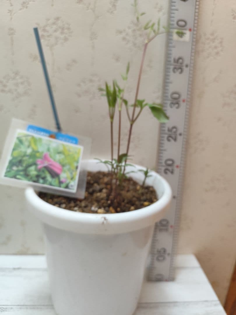 壷形クレマチス　ヴィオルナ系　「雅」✨️濃いピンク系、赤系　美苗　６号鉢❤️