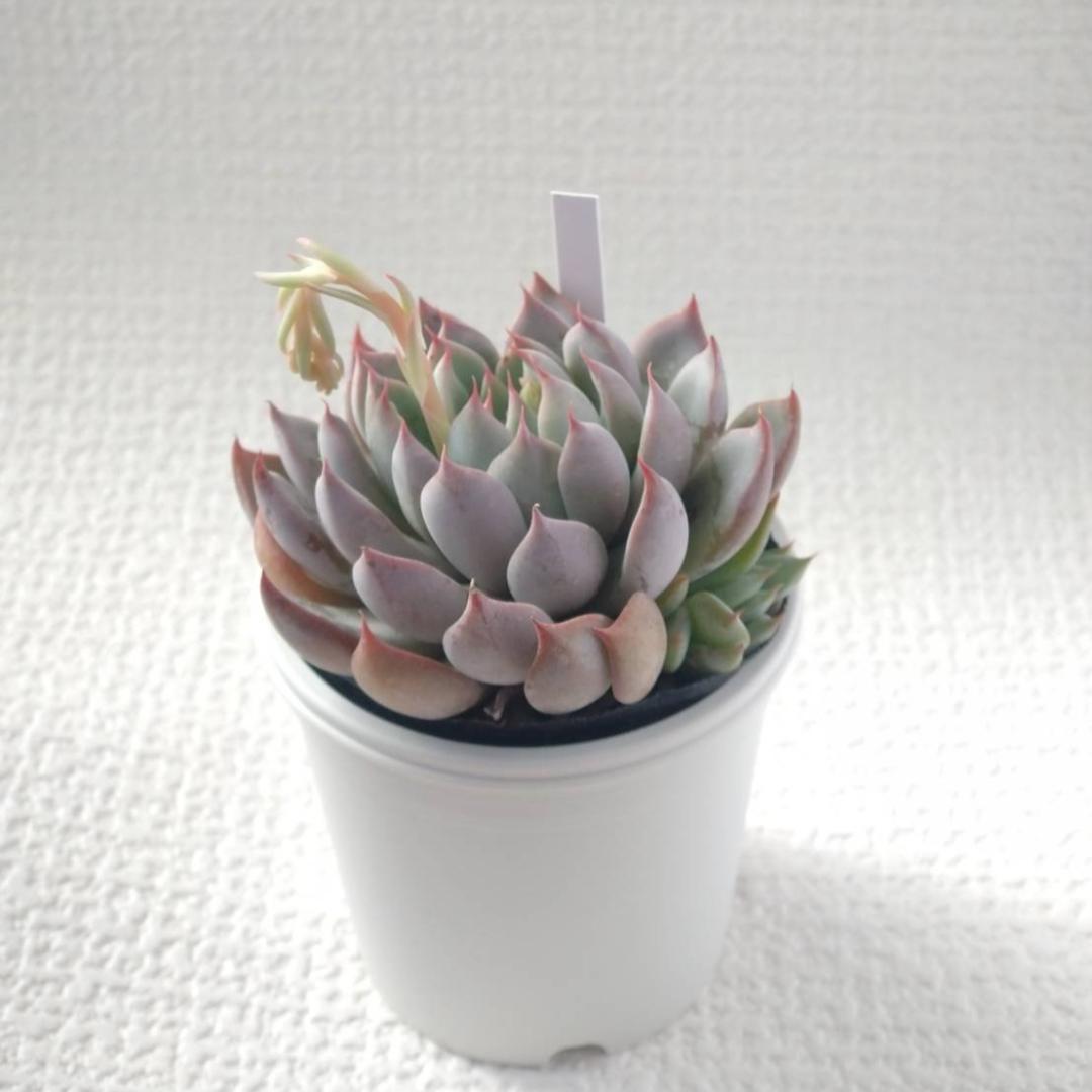 実生苗　多肉植物　エケベリア　⑨