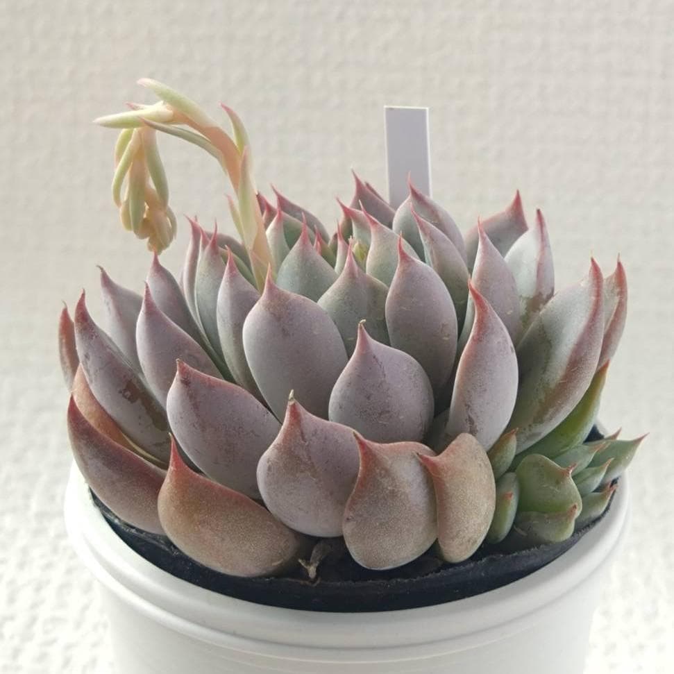 実生苗　多肉植物　エケベリア　⑨