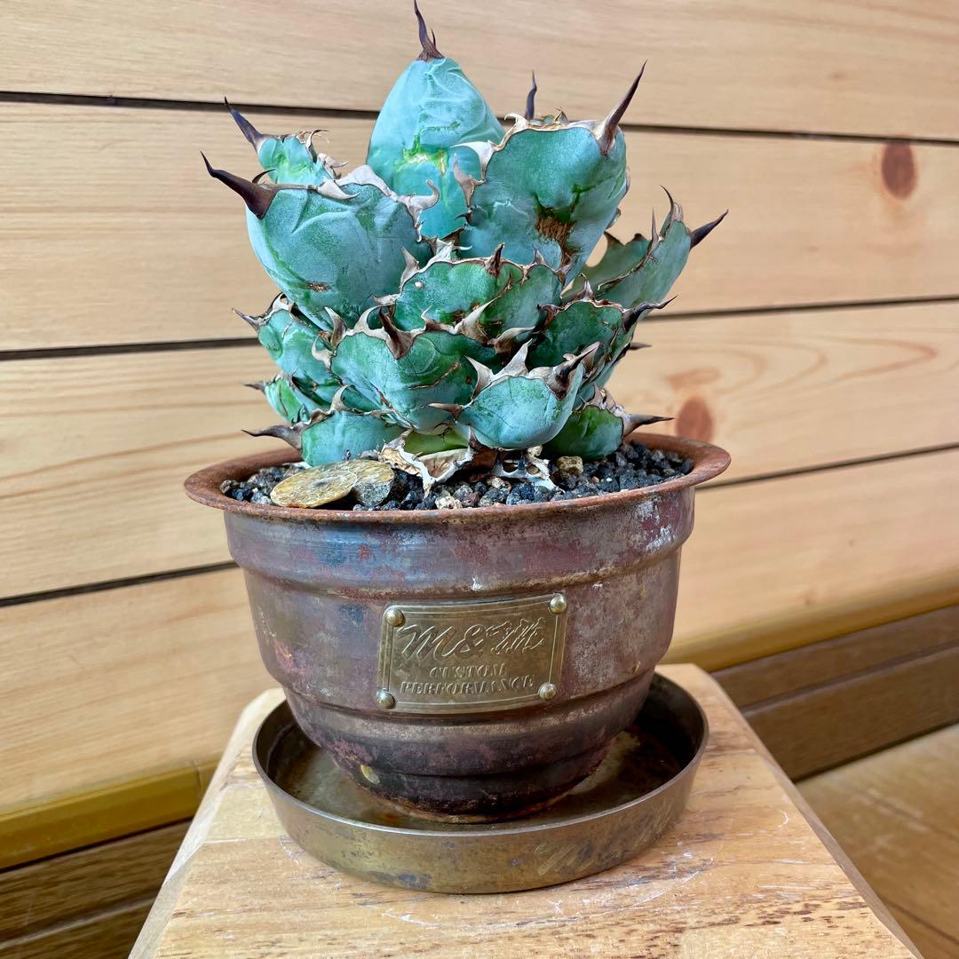 masses TYPE 1 Sソーサー付き　鉄鉢