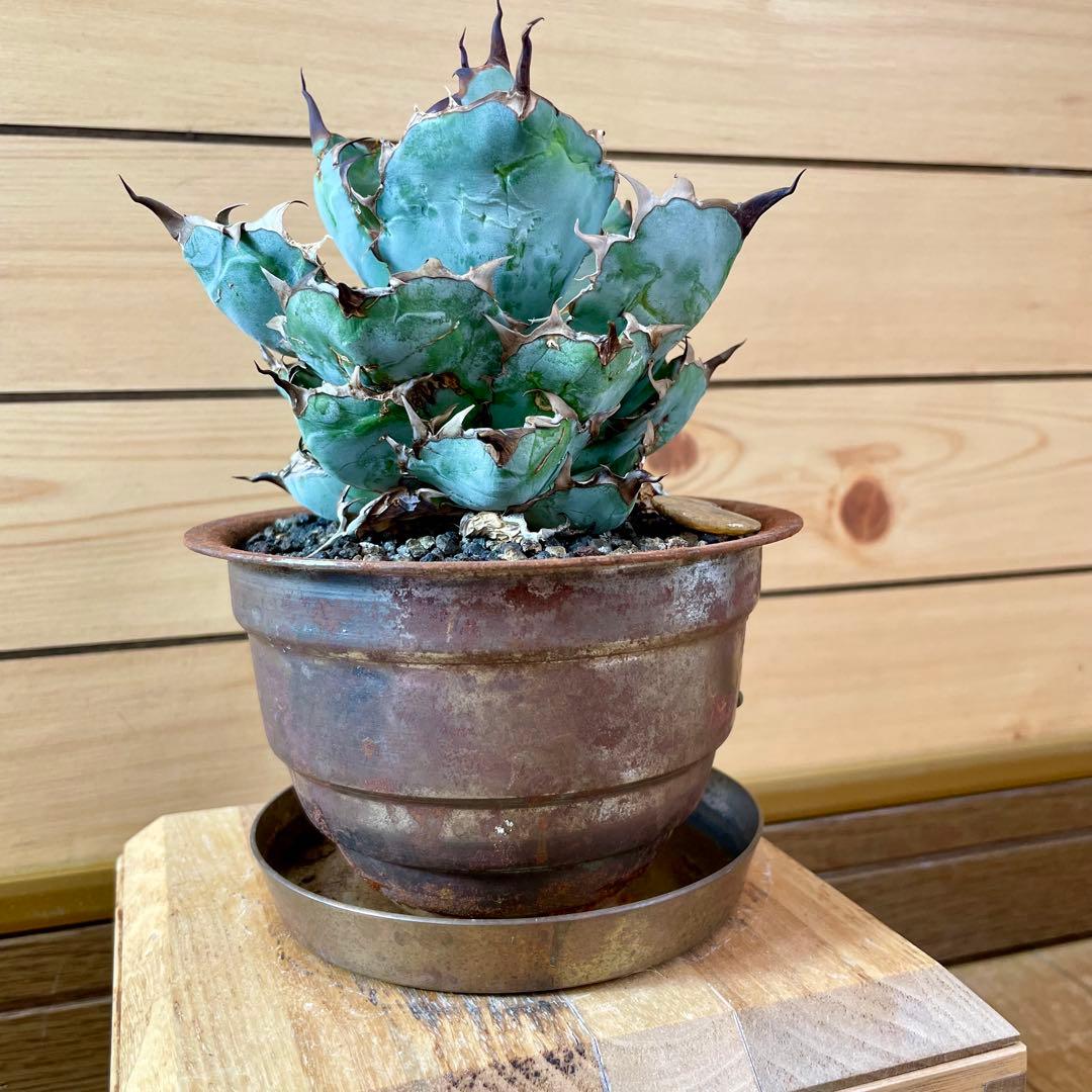 masses TYPE 1 Sソーサー付き　鉄鉢