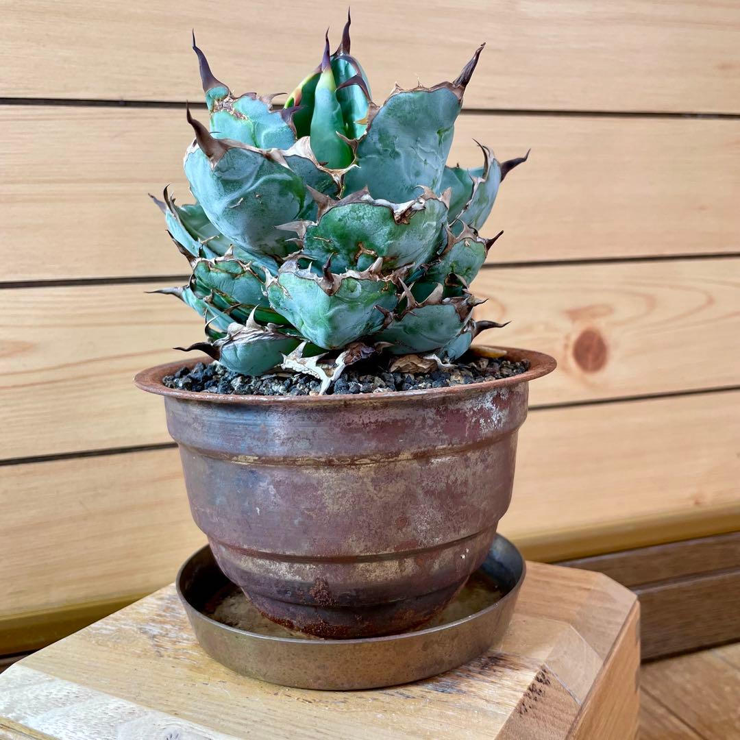 masses TYPE 1 Sソーサー付き　鉄鉢