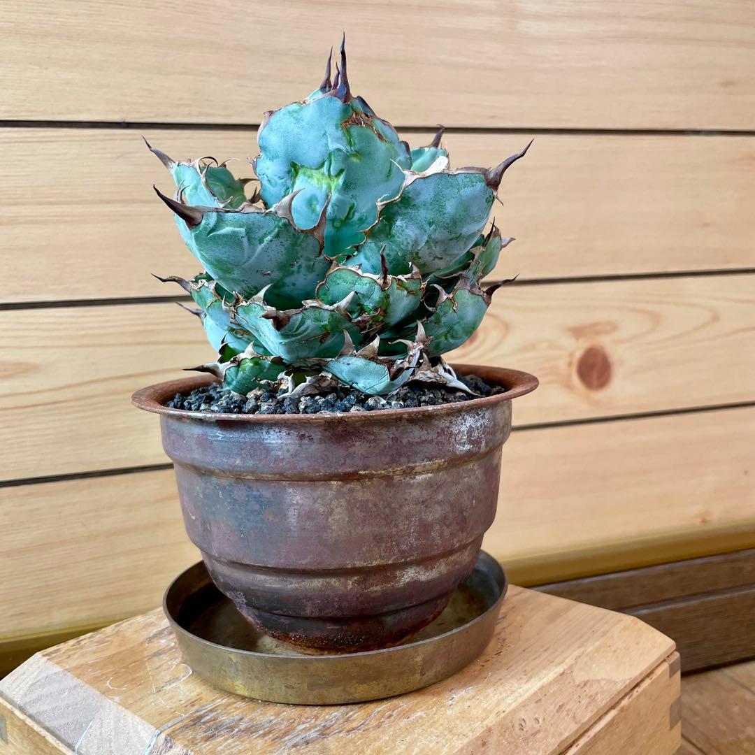 masses TYPE 1 Sソーサー付き　鉄鉢