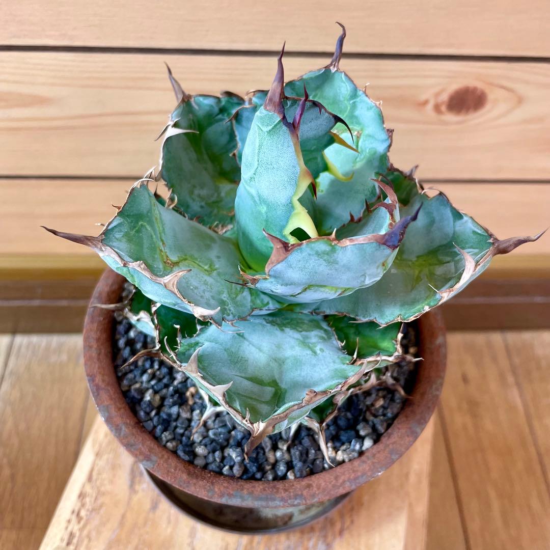 masses TYPE 1 Sソーサー付き　鉄鉢