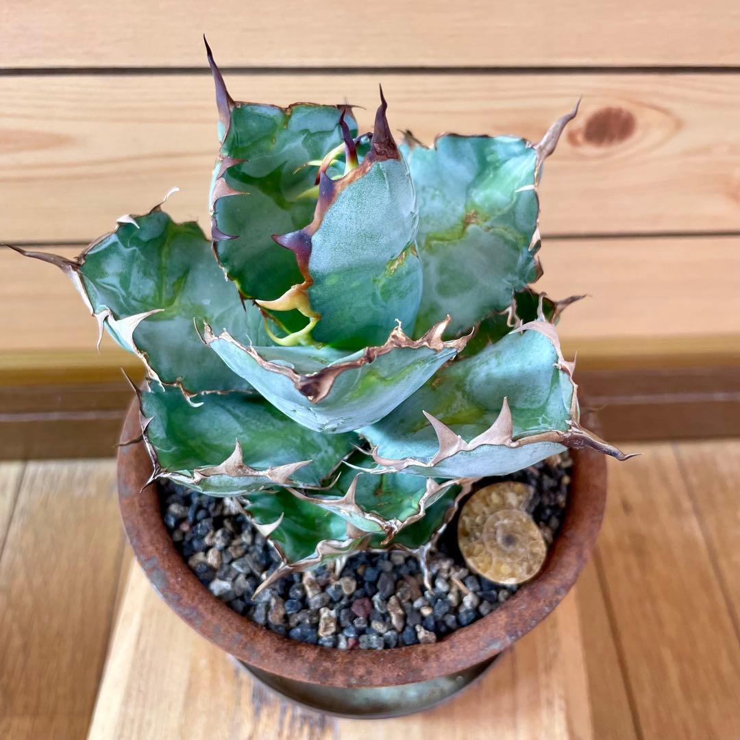 masses TYPE 1 Sソーサー付き　鉄鉢