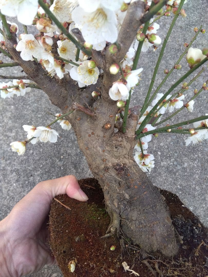 梅　盆栽　6号鉢相当　極太❗　ゆ