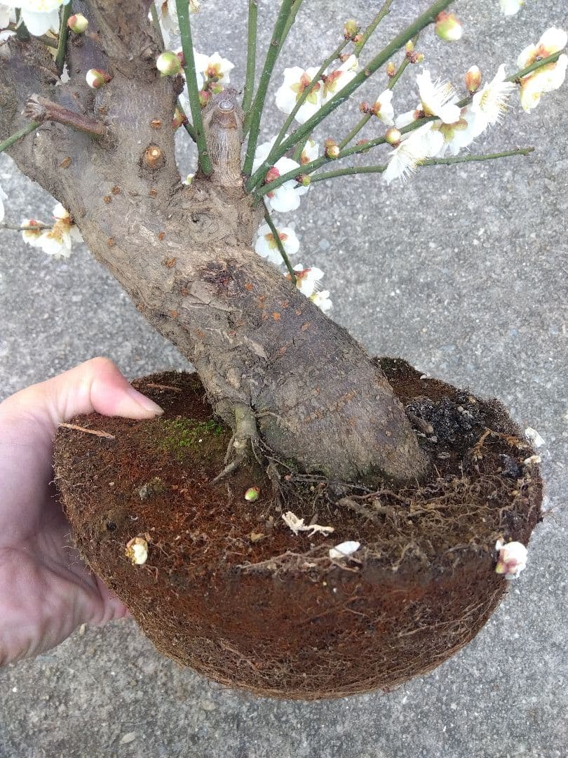 梅　盆栽　6号鉢相当　極太❗　ゆ