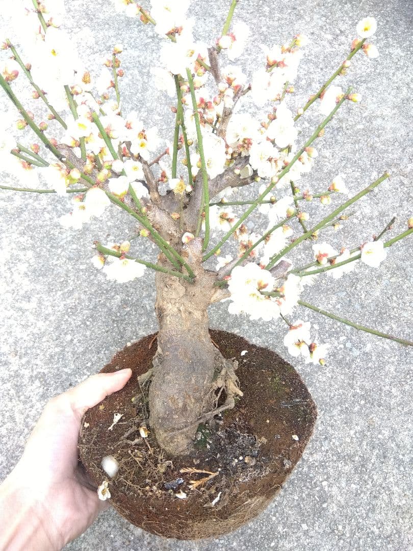 梅　盆栽　6号鉢相当　極太❗　ゆ