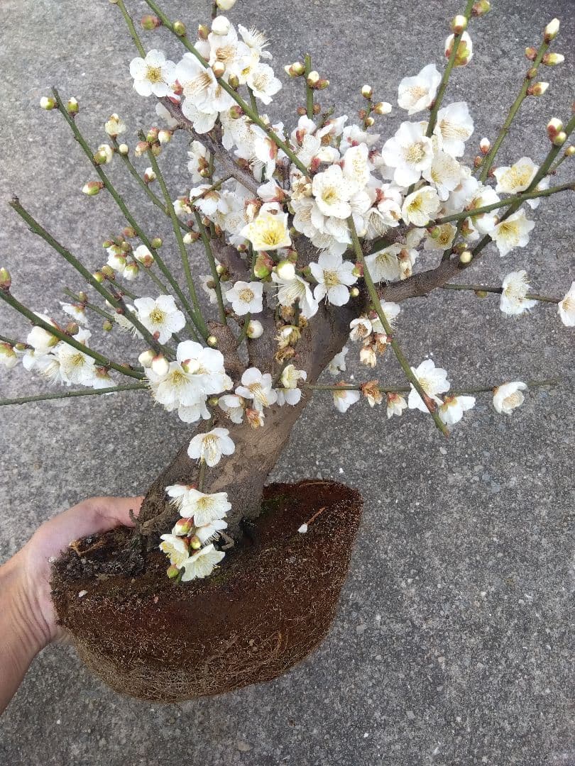 梅　盆栽　6号鉢相当　極太❗　ゆ