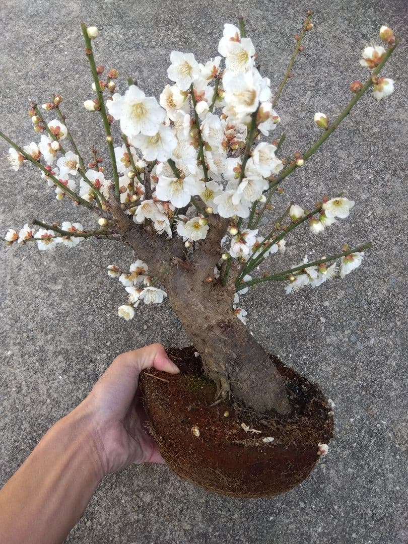 梅　盆栽　6号鉢相当　極太❗　ゆ