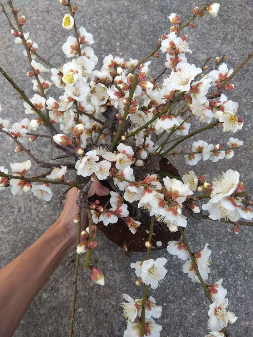 梅　盆栽　6号鉢相当　極太❗　ゆ