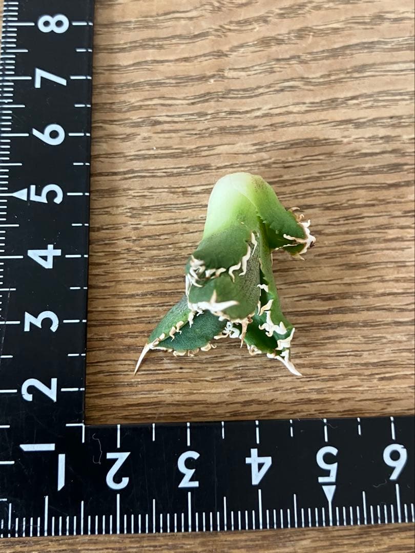 N*o様 【初売りオークション】61 匿名配送　アガベ　白豪刺　子株　OC おま