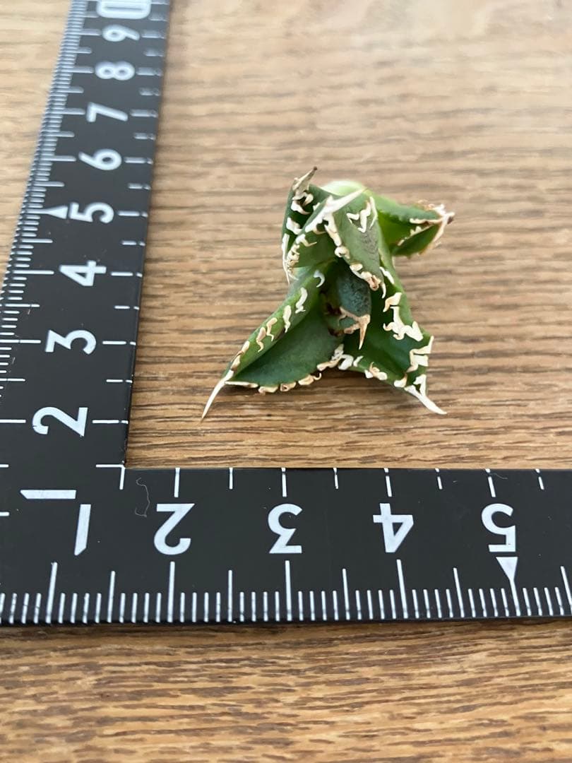 N*o様 【初売りオークション】61 匿名配送　アガベ　白豪刺　子株　OC おま