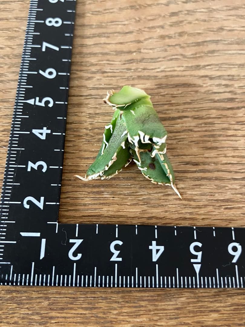 N*o様 【初売りオークション】61 匿名配送　アガベ　白豪刺　子株　OC おま