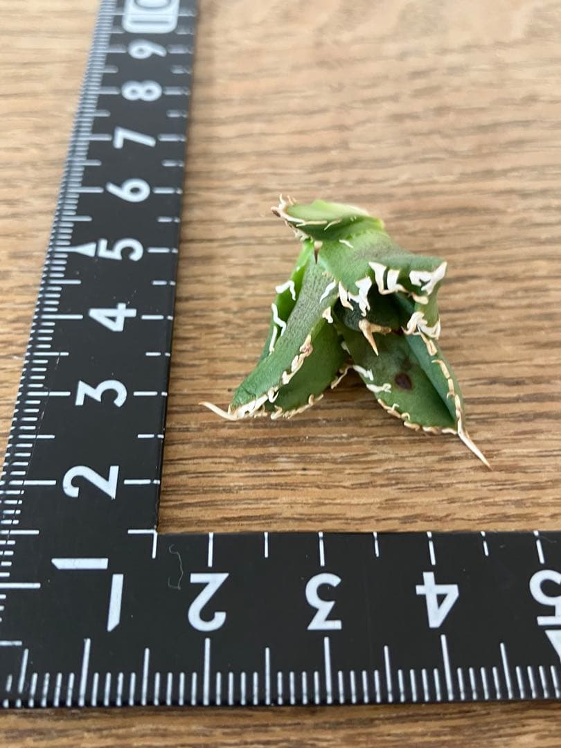 N*o様 【初売りオークション】61 匿名配送　アガベ　白豪刺　子株　OC おま