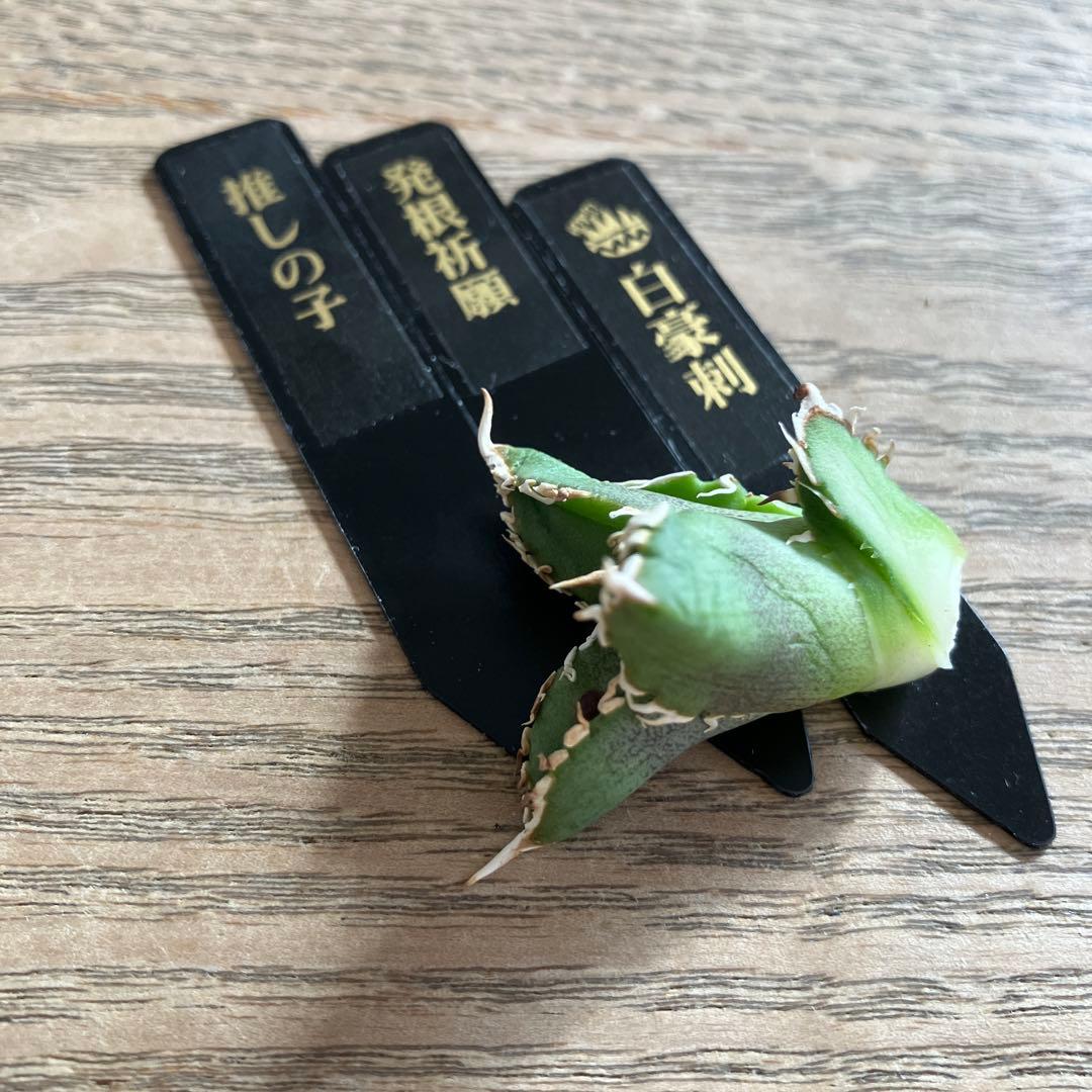 N*o様 【初売りオークション】61 匿名配送　アガベ　白豪刺　子株　OC おま