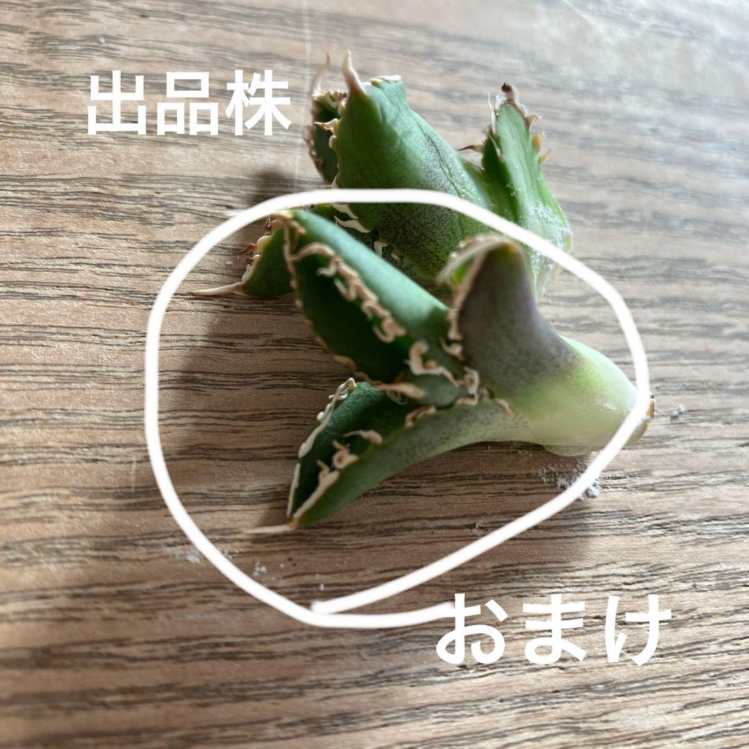 N*o様 【初売りオークション】61 匿名配送　アガベ　白豪刺　子株　OC おま