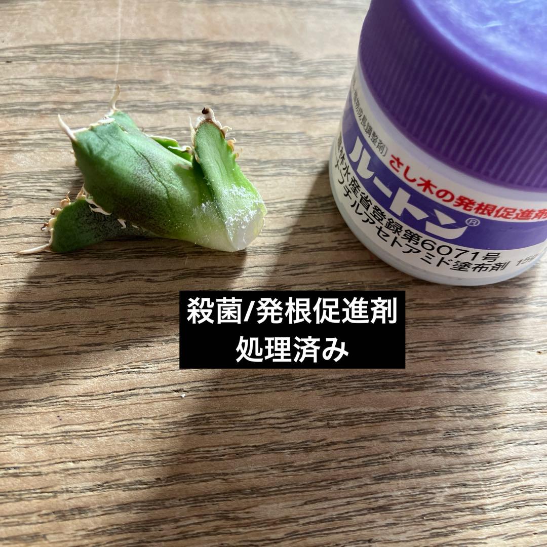 N*o様 【初売りオークション】61 匿名配送　アガベ　白豪刺　子株　OC おま