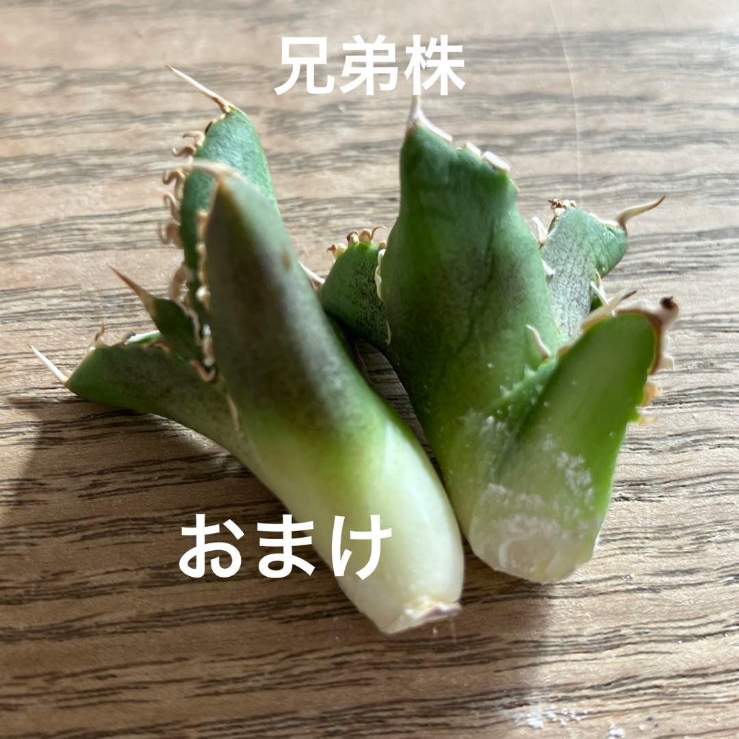 N*o様 【初売りオークション】61 匿名配送　アガベ　白豪刺　子株　OC おま