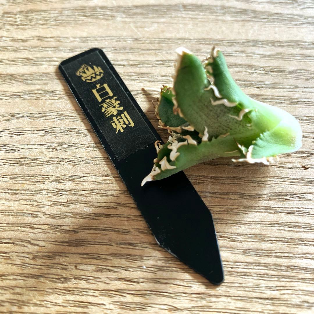 N*o様 【初売りオークション】61 匿名配送　アガベ　白豪刺　子株　OC おま