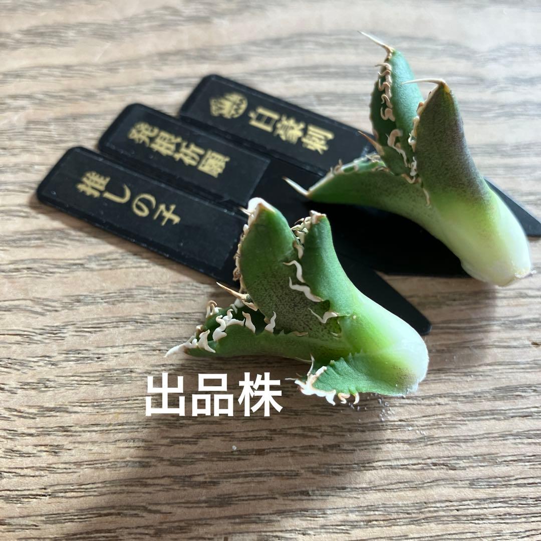 N*o様 【初売りオークション】61 匿名配送　アガベ　白豪刺　子株　OC おま