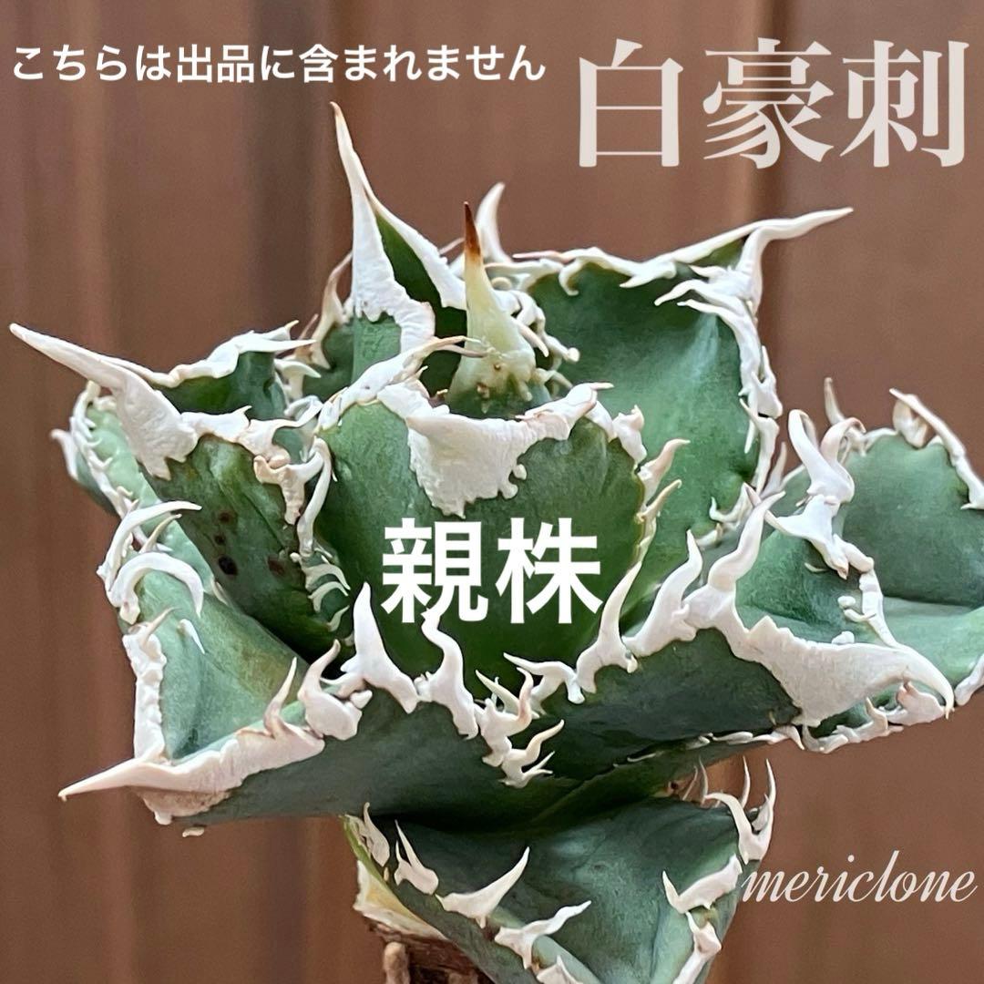 N*o様 【初売りオークション】61 匿名配送　アガベ　白豪刺　子株　OC おま