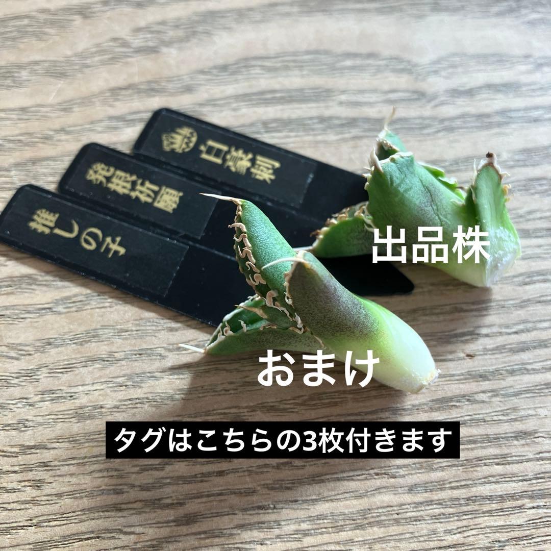 N*o様 【初売りオークション】61 匿名配送　アガベ　白豪刺　子株　OC おま