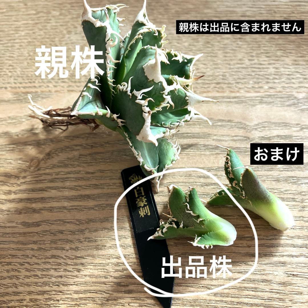 N*o様 【初売りオークション】61 匿名配送　アガベ　白豪刺　子株　OC おま