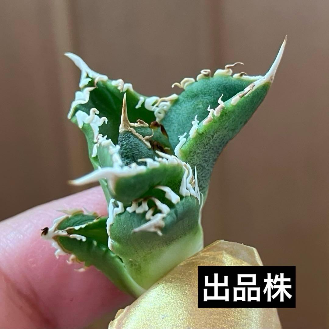 N*o様 【初売りオークション】61 匿名配送　アガベ　白豪刺　子株　OC おま