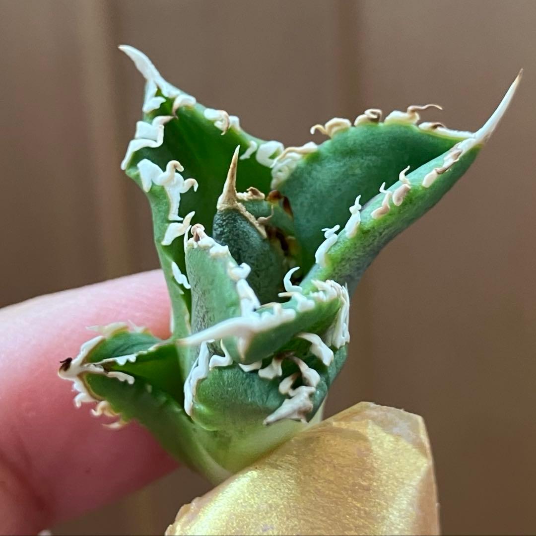 N*o様 【初売りオークション】61 匿名配送　アガベ　白豪刺　子株　OC おま