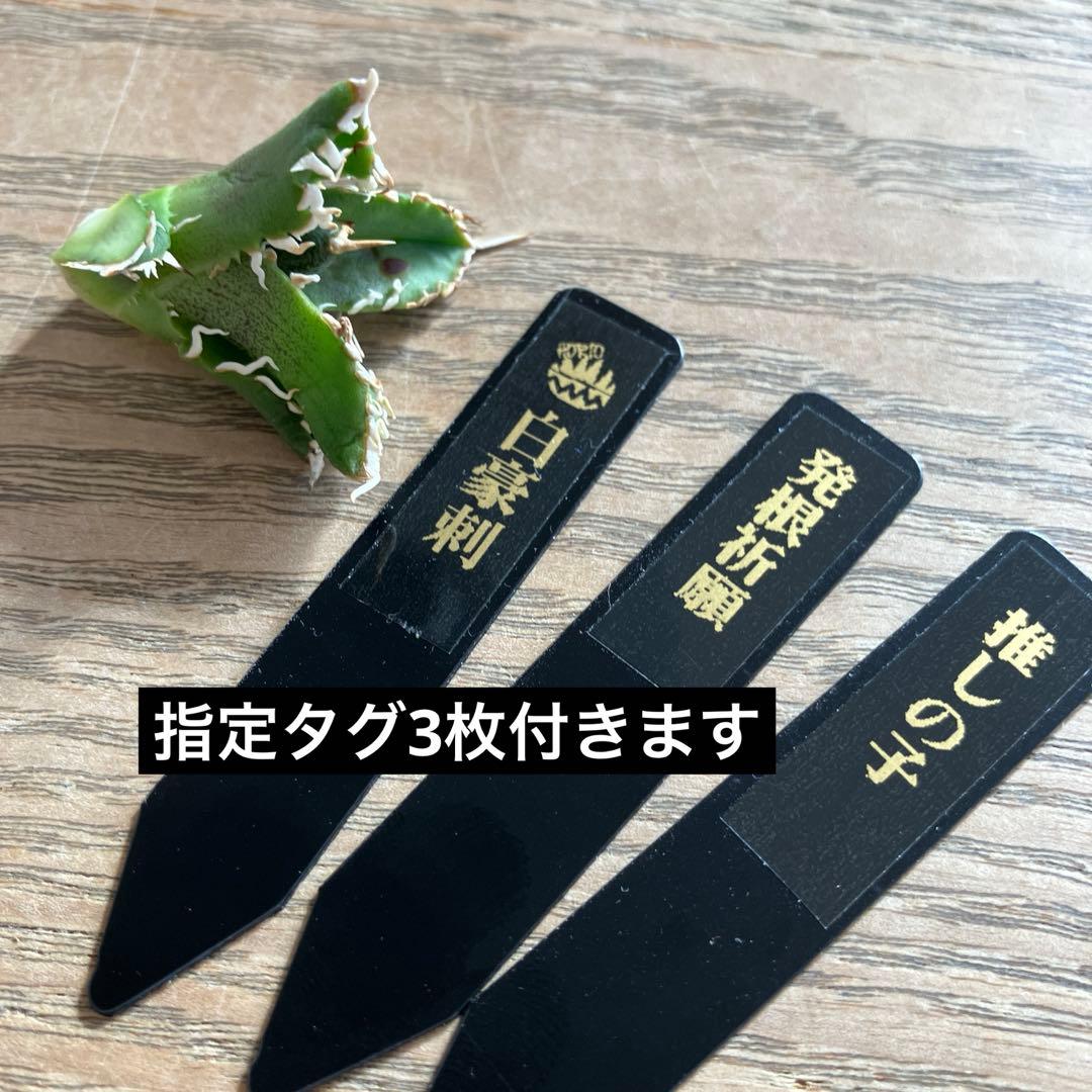 N*o様 【初売りオークション】61 匿名配送　アガベ　白豪刺　子株　OC おま