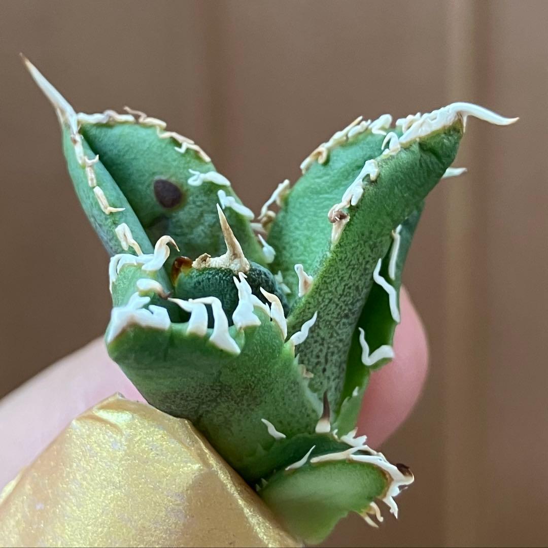 N*o様 【初売りオークション】61 匿名配送　アガベ　白豪刺　子株　OC おま