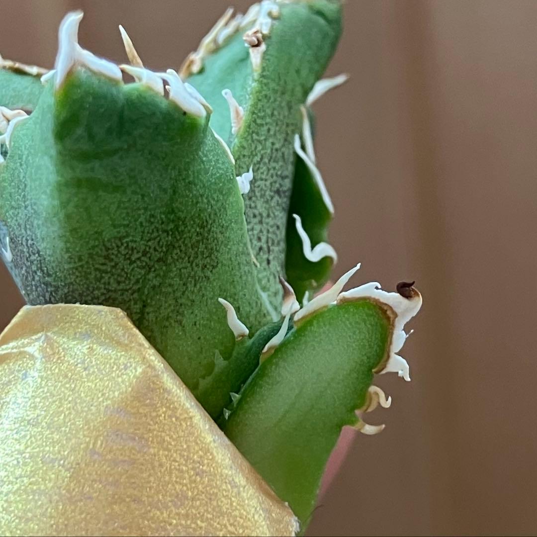 N*o様 【初売りオークション】61 匿名配送　アガベ　白豪刺　子株　OC おま