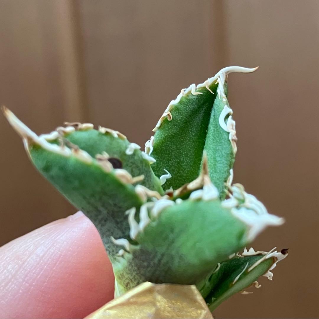 N*o様 【初売りオークション】61 匿名配送　アガベ　白豪刺　子株　OC おま